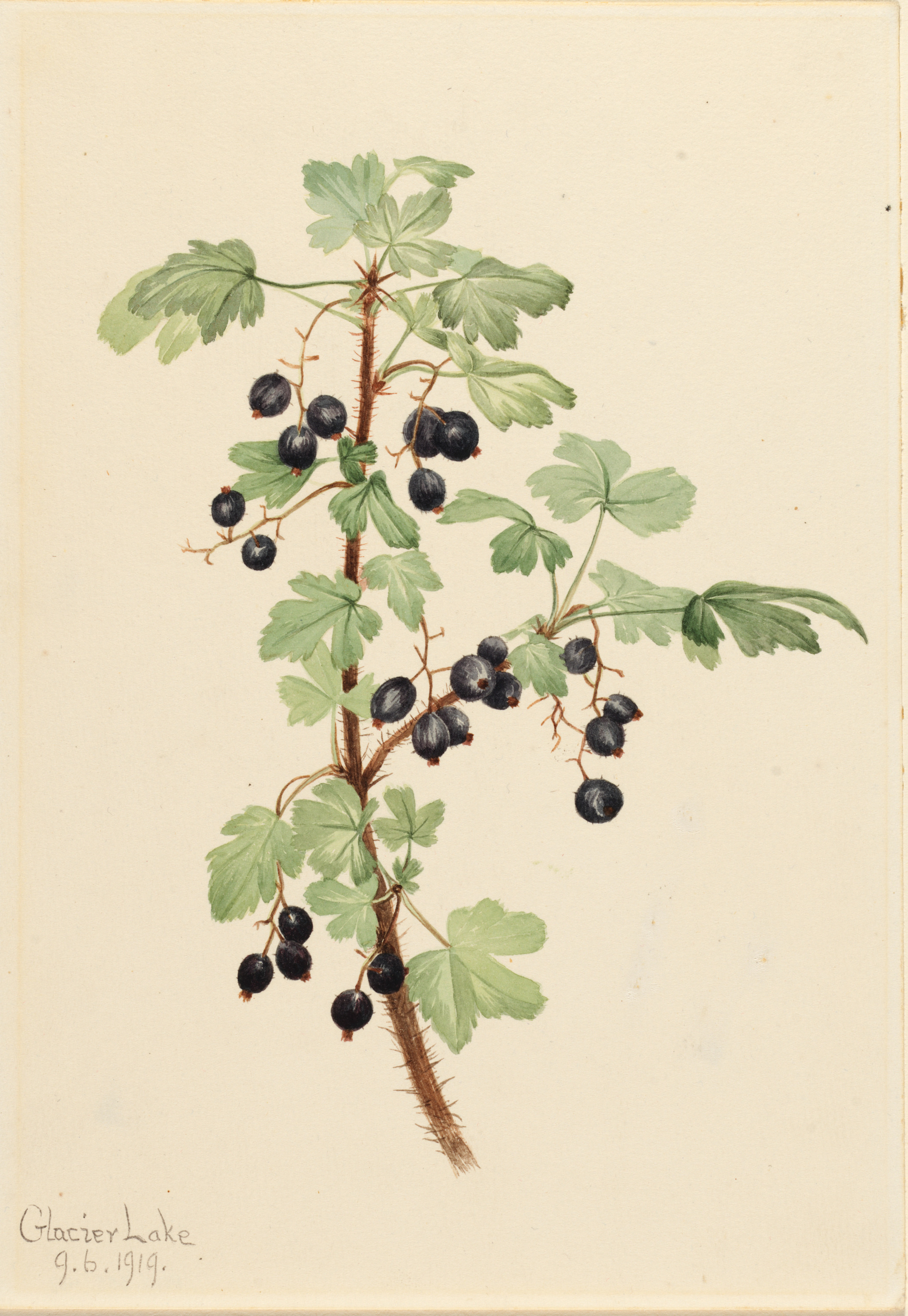 Mary Vaux Walcott, Prickly Currant (Ribes lacustre)