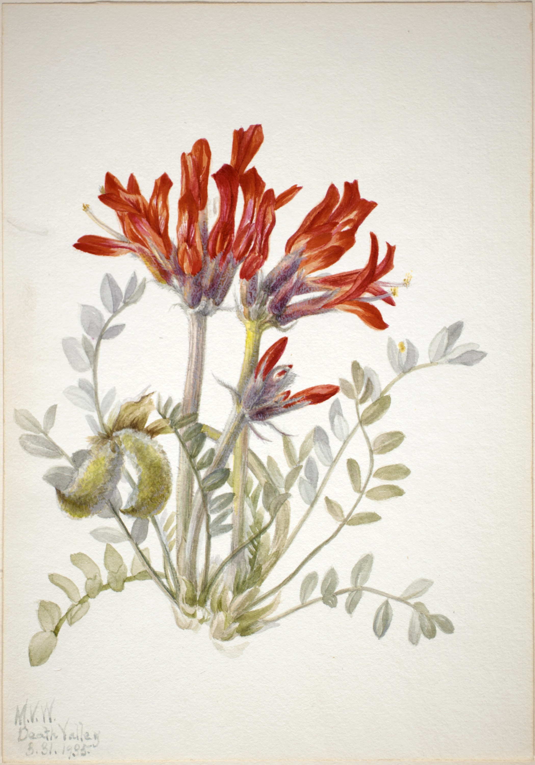 Mary Vaux Walcott, Scarlet Loco (Astragalus coccineus)