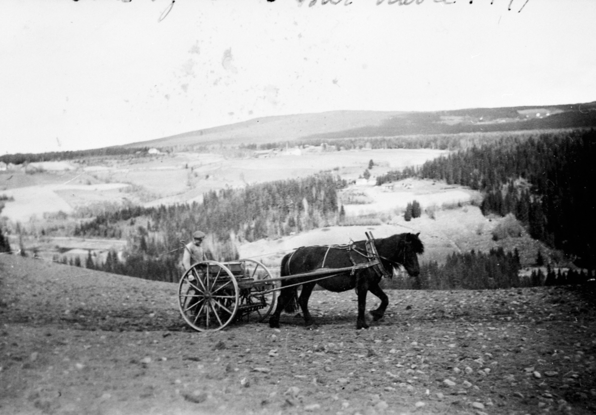 Anno Domkirkeodden, Havren sås. Våronn på Torsæter store, Veldre, Ringsaker. Hest med såmaskin. Kjører er Ola Torsæter.