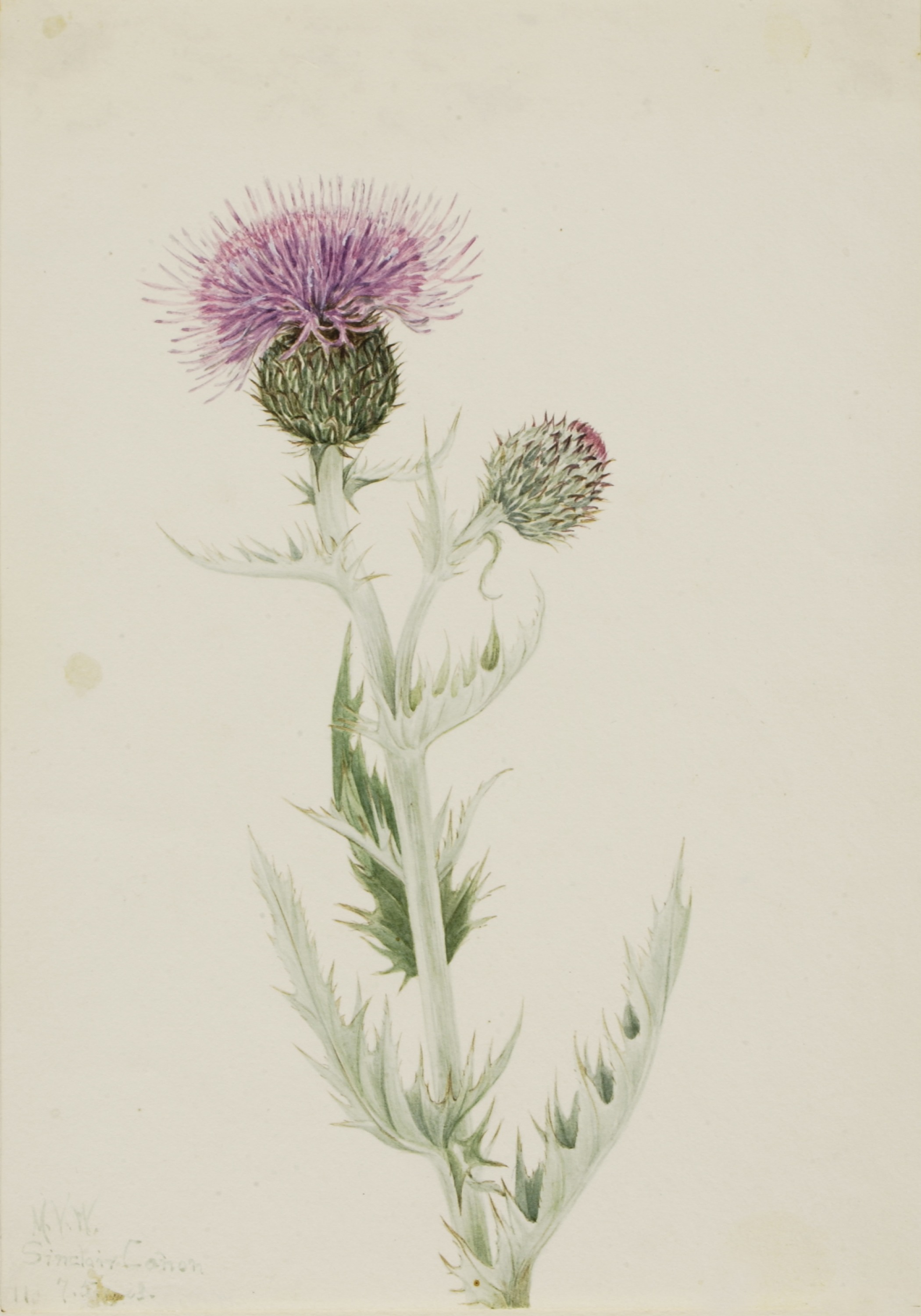 Mary Vaux Walcott, Prairie Thistle (Cirsium undulatum)
