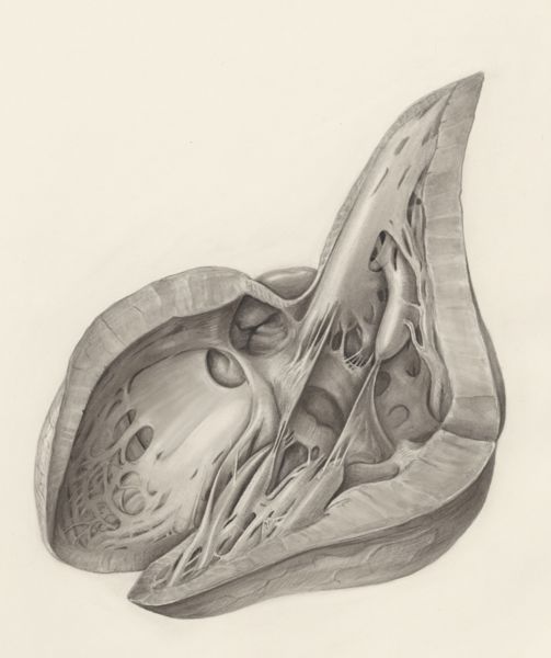 H.G Wetselaar, Heart