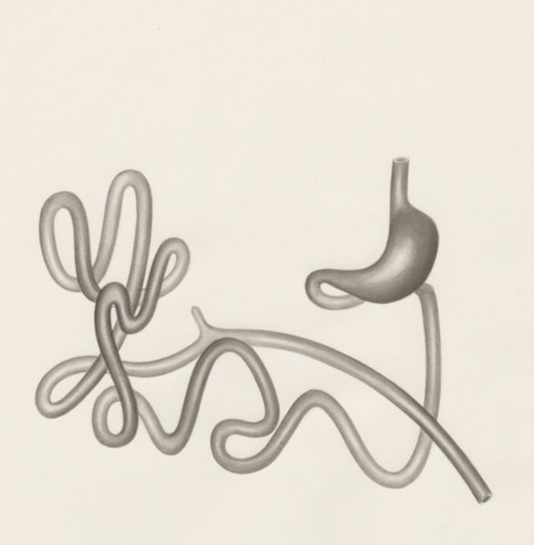 H.G Wetselaar, Digestive system
