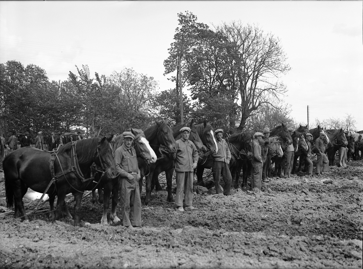Paul Sandberg, Grupporträtt - män och hästar, plöjningstävling, Uppland 1933