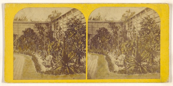 Unknown, [Cactusses (sic) growing outside at Mr. Shaw's Garden, St. Louis. 1867]