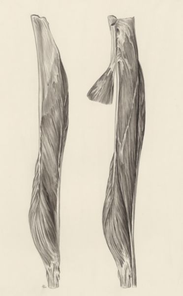 J Tinkelenberg, Muscular tissue