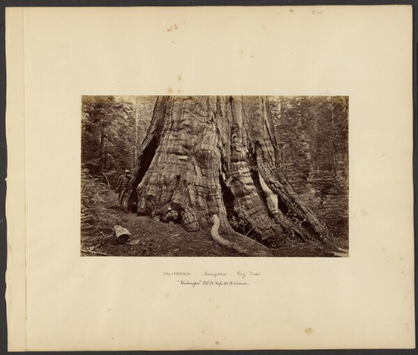 Carleton Watkins, [California - Mariposa Big Trees, "Washington" 270 ft. High, 92 ft. Circum.]