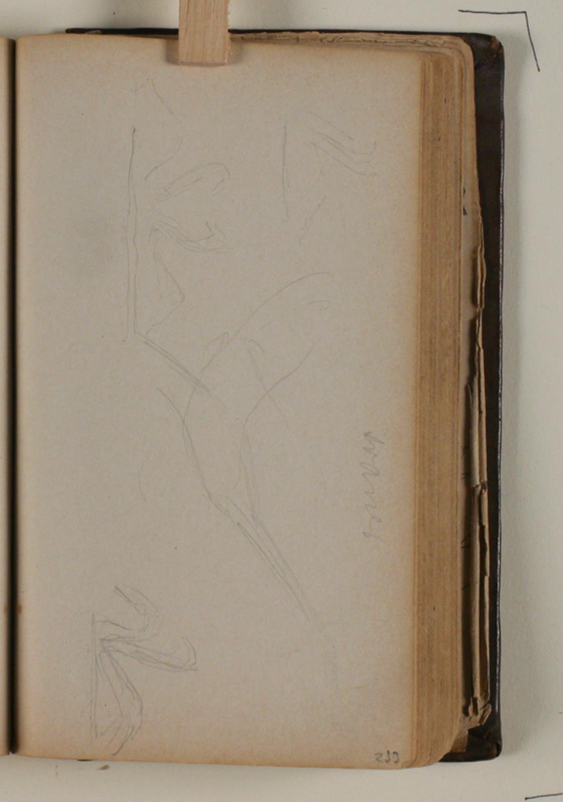 Niels Larsen Stevns, Studier af svaner