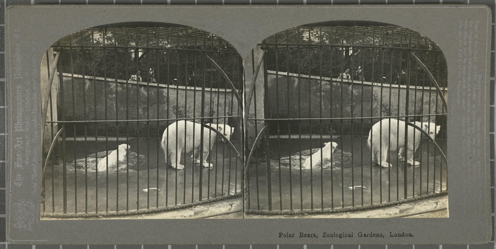 Desconegut, Polar Bears, Zoological Gardens, London Fine-Art Photog. Publish. Co.