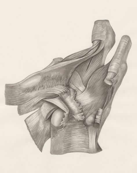 H.G Wetselaar, Muscular tissue of the upper extremities