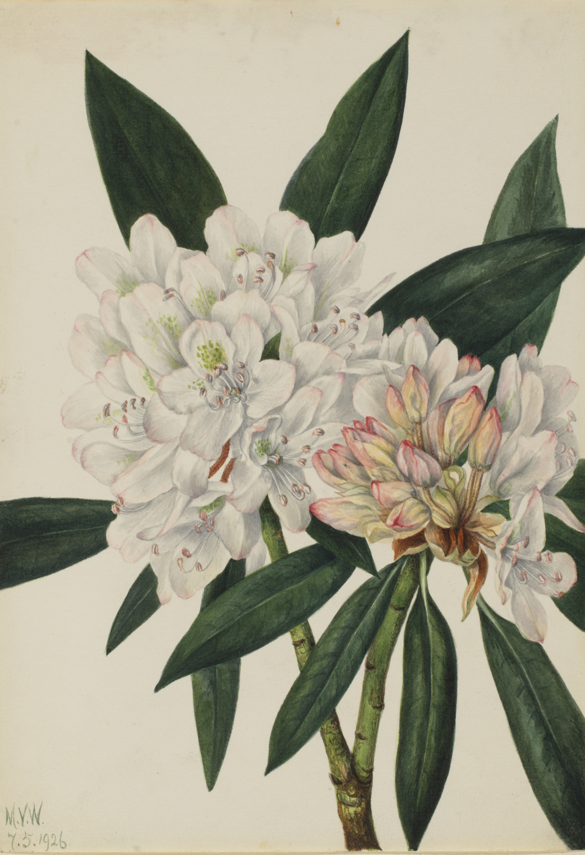 Mary Vaux Walcott, Rosebay Rhododendron (Rhododendron maximum)
