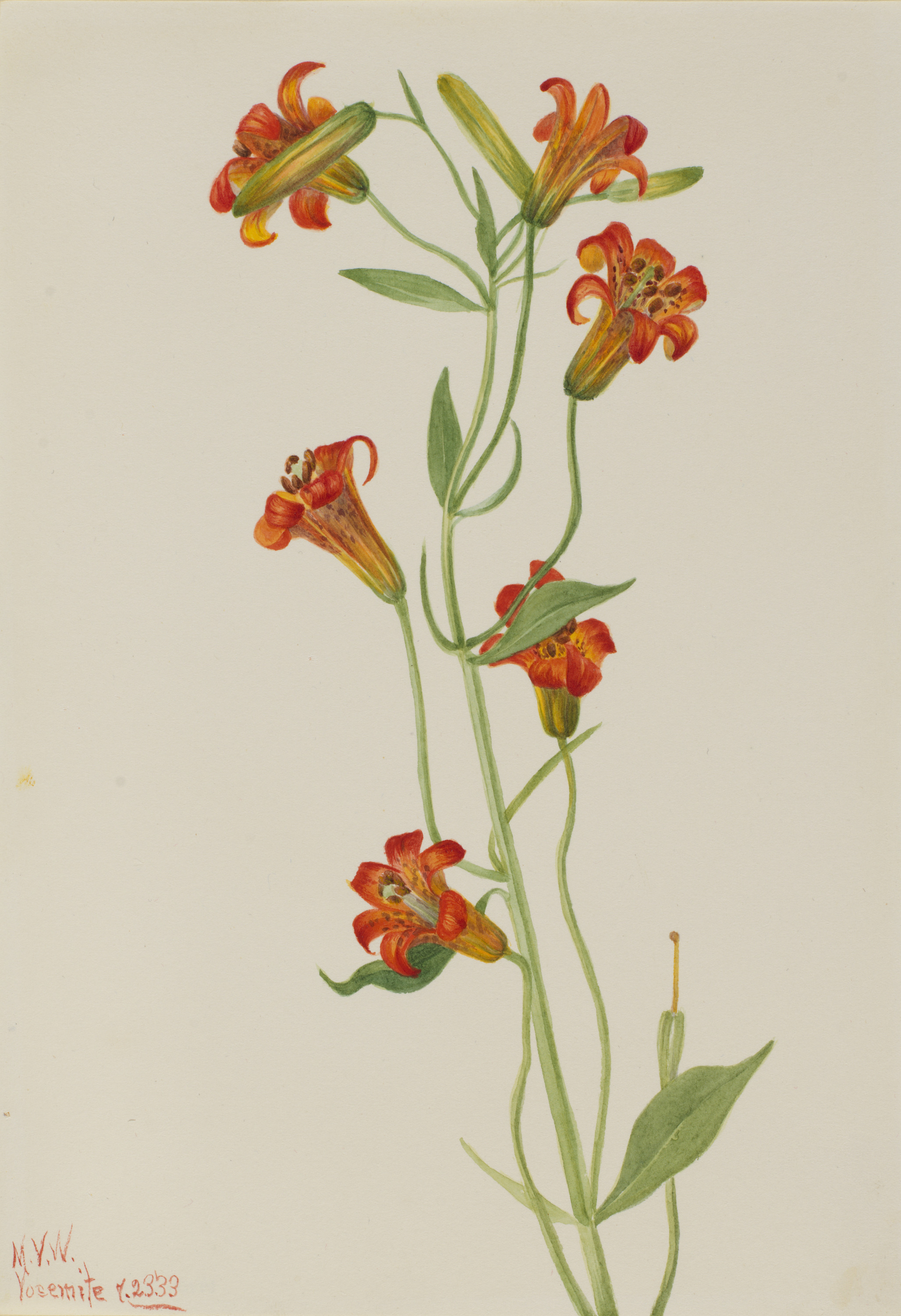 Mary Vaux Walcott, Small Tiger Lily (Lilium parvum)