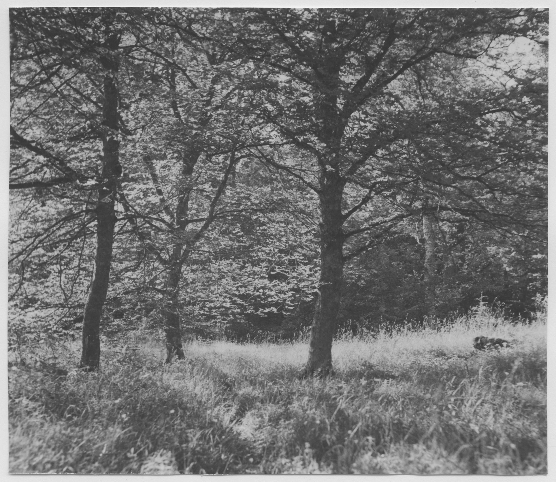 Mårten Sjöbeck, Hallkved, löväng