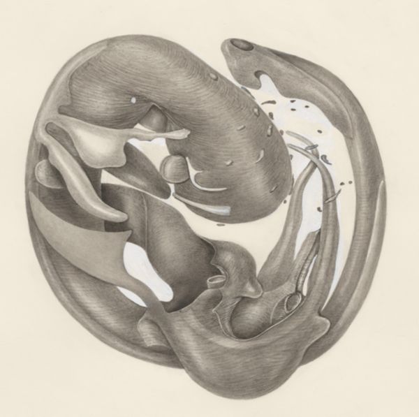 H.G Wetselaar, Embryonic tissue