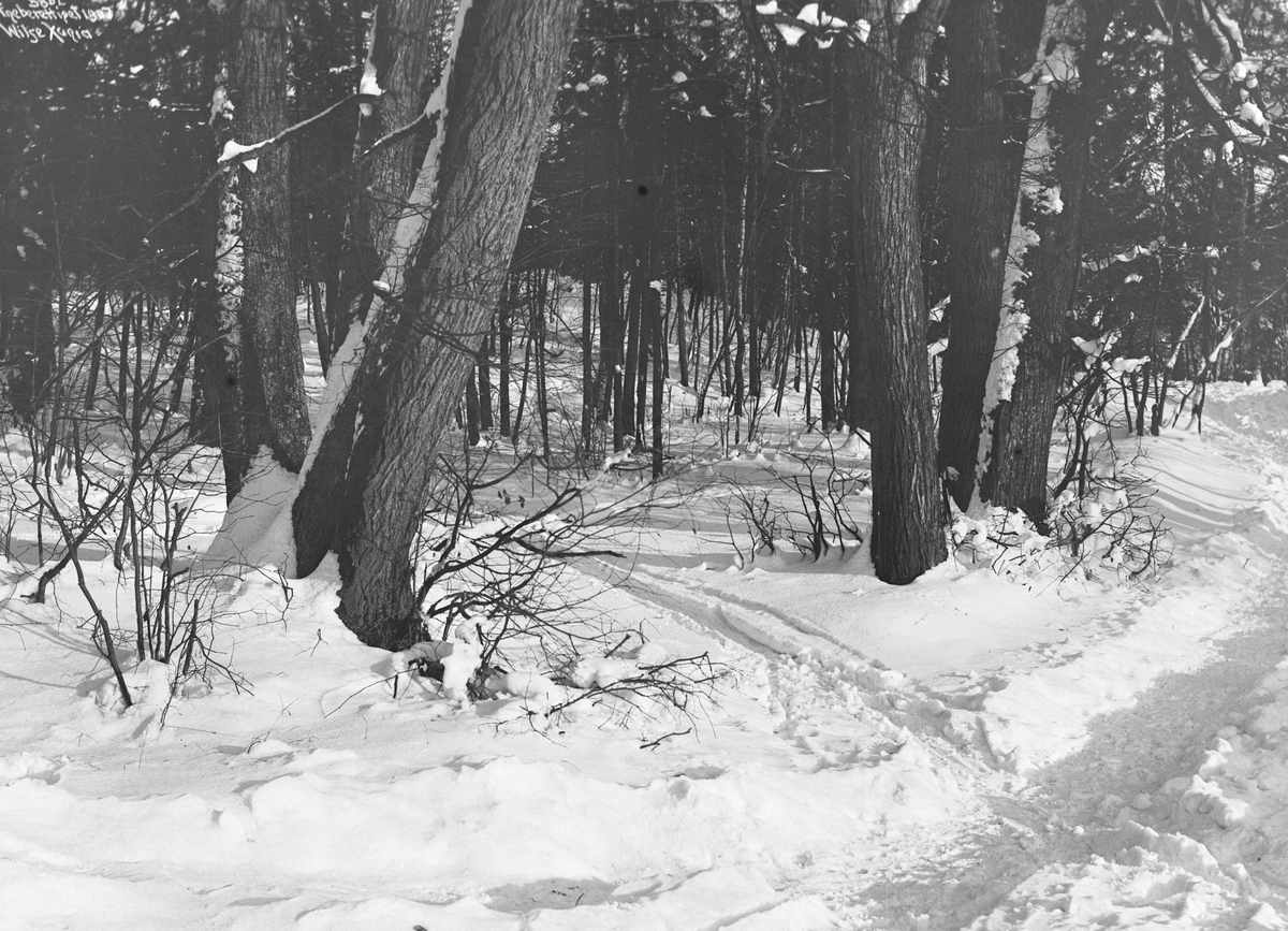 Anders Beer Wilse, Prot: Bygdø - Løipe 1907