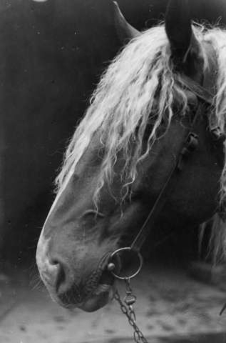 Anders Beer Wilse, -7932