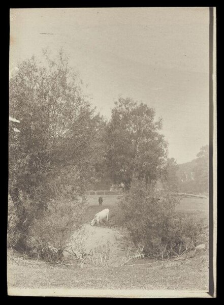 Gale, Lt. Col. Joseph, Two cows by a pond