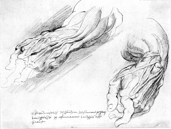 Willem Panneels, Anatomiske studier. En mands flåede venstre underarm i to positioner