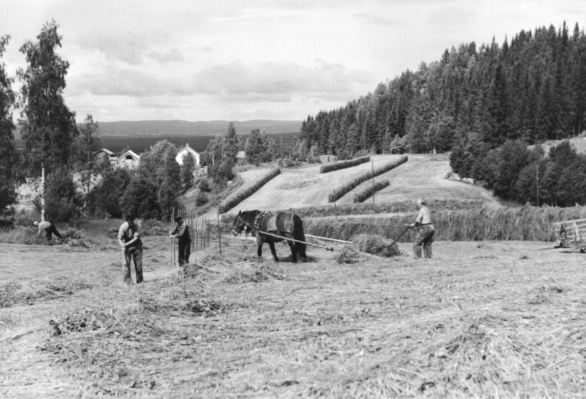 Anno Domkirkeodden, HØYONN, HENGING AV HØY, HEST MED SLEPERIVE, OPPSETTING AV HESJER, STAUR OLEHUSHØGDA, LØTEN, HESTEREDSKAP