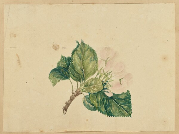 Unknown, [Flowering Branch]