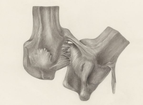 H.G Wetselaar, Muscular tissue of a mammal's upper extremities