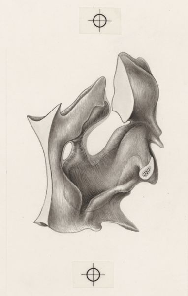 J Tinkelenberg, Part of the heart and circulatory system