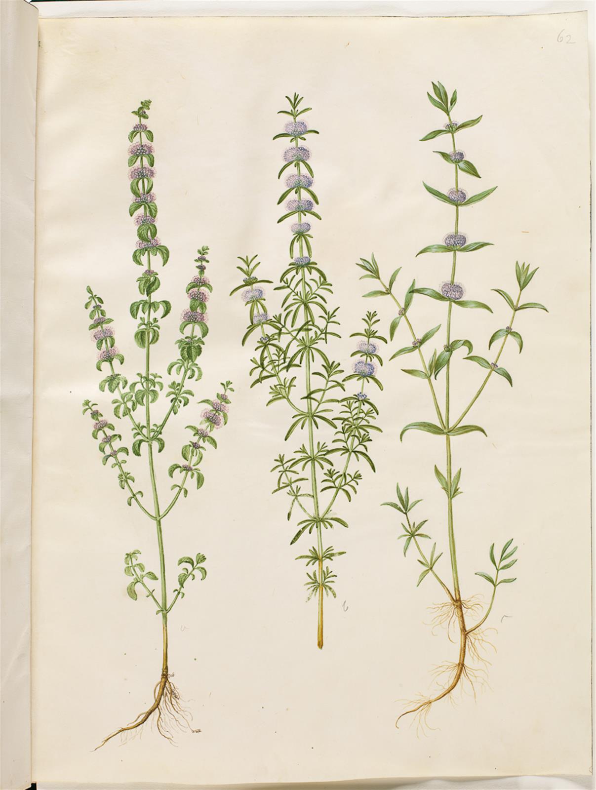 Hans Simon Holtzbecker, Mentha pulegium (polej-mynte); Mentha cervina (hjorte-mynte); Mentha (art af mynte)
