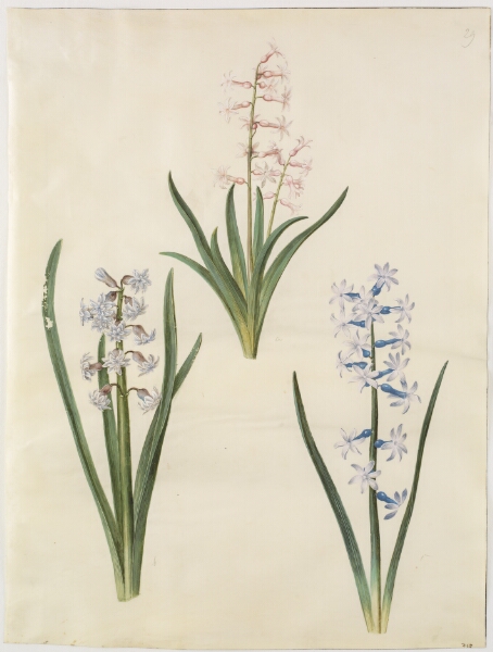 Hans Simon Holtzbecker, Hyacinthus orientalis (almindelig hyacint)