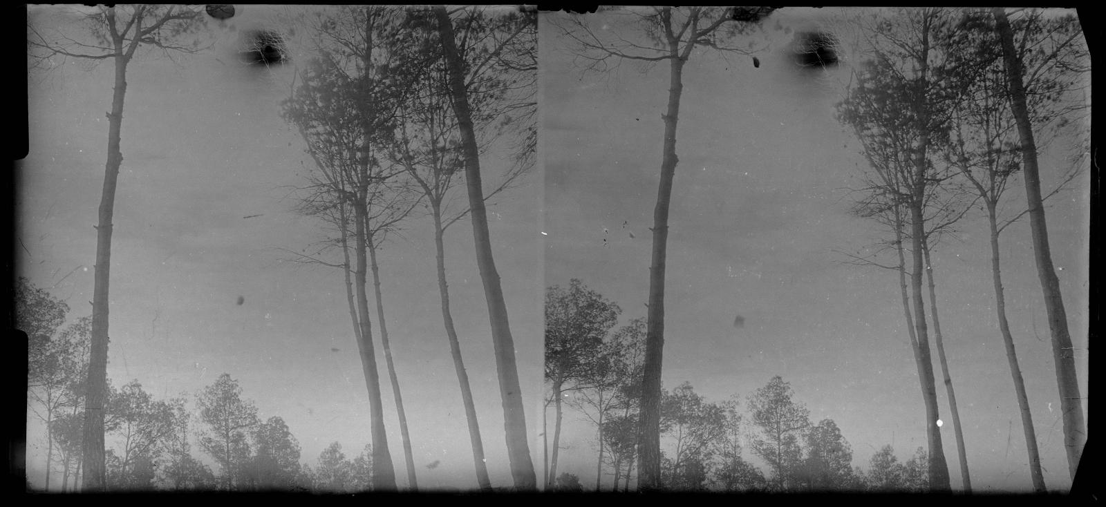 Desconegut, [Forest in Vallvidrera]
