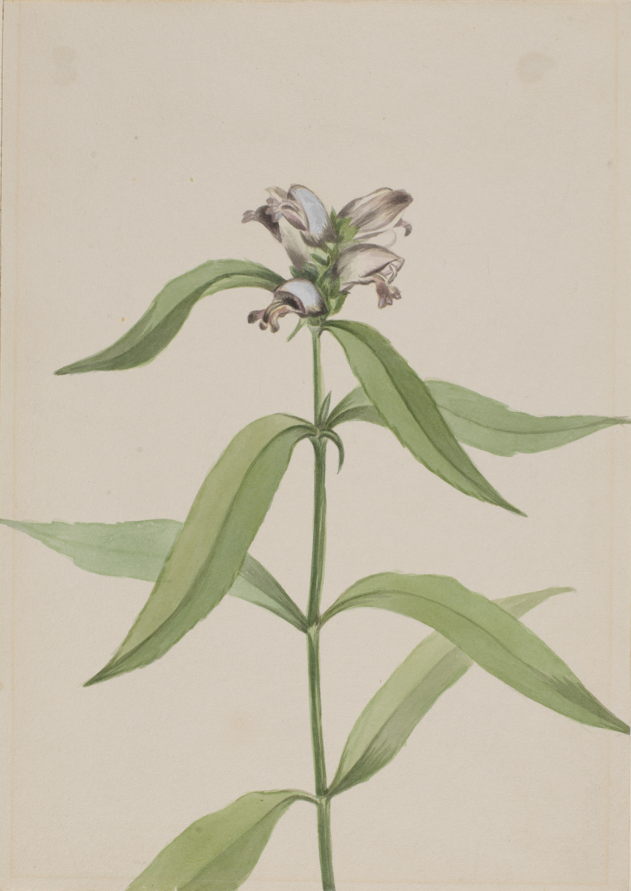 Mary Vaux Walcott, Turtlehead (Chelone glabra)