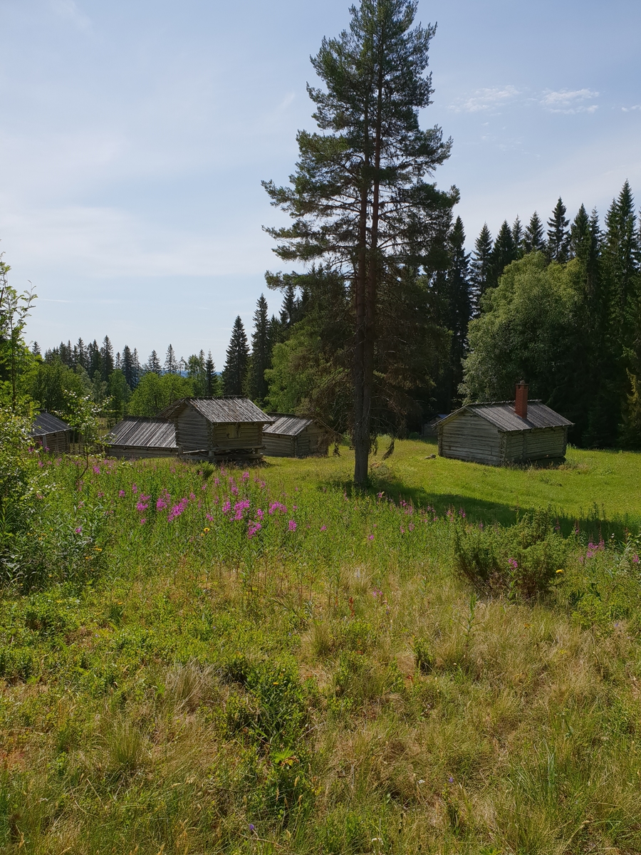 Jennie Tiderman-Österberg, Vy, Skräddar-Djurberga, Orsa, 2018.