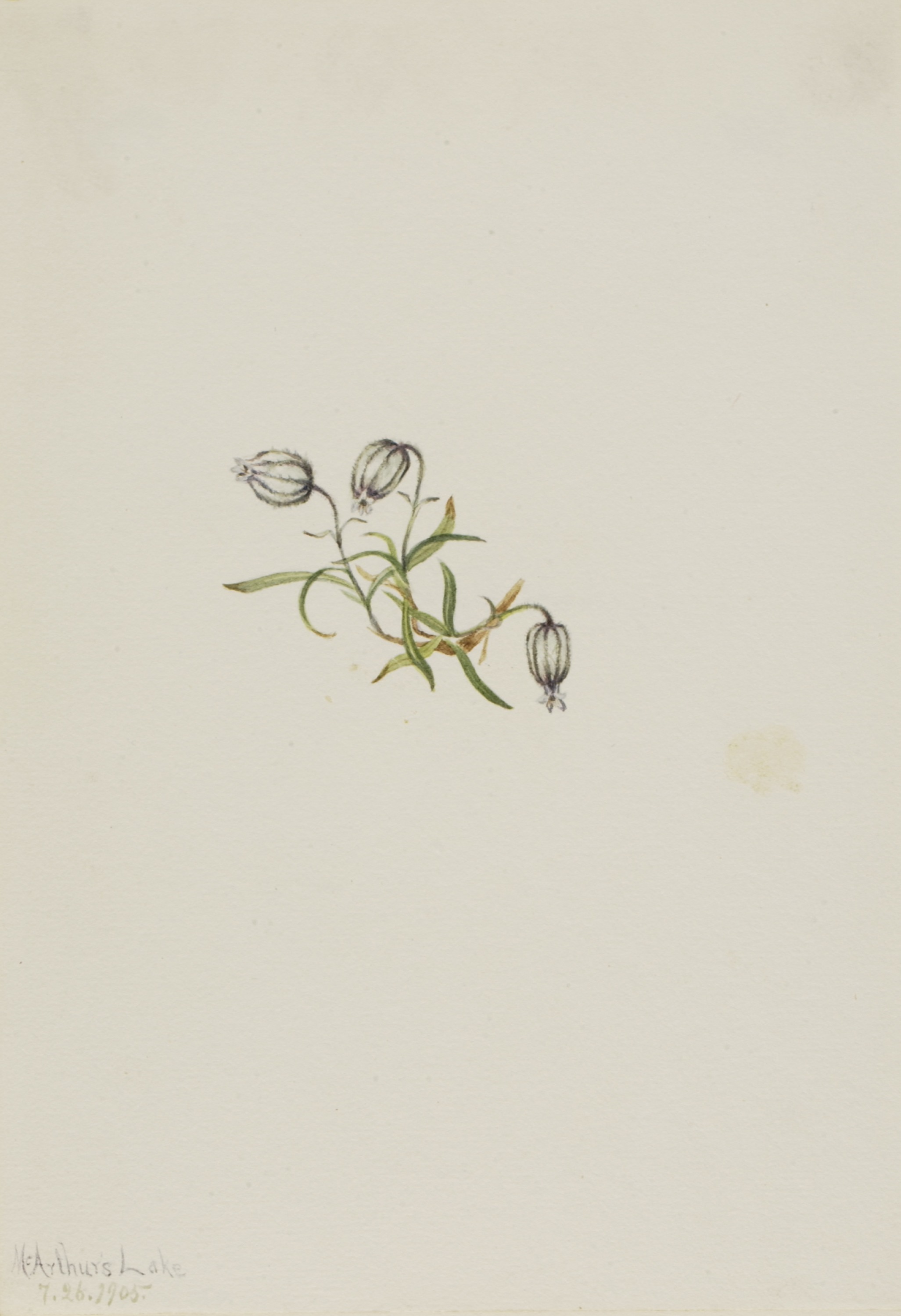 Mary Vaux Walcott, Nodding Campion (Lychnis apetala)
