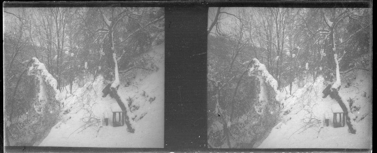 Desconegut, [Forest snowy in the environments of the Vallvidrera stream]
