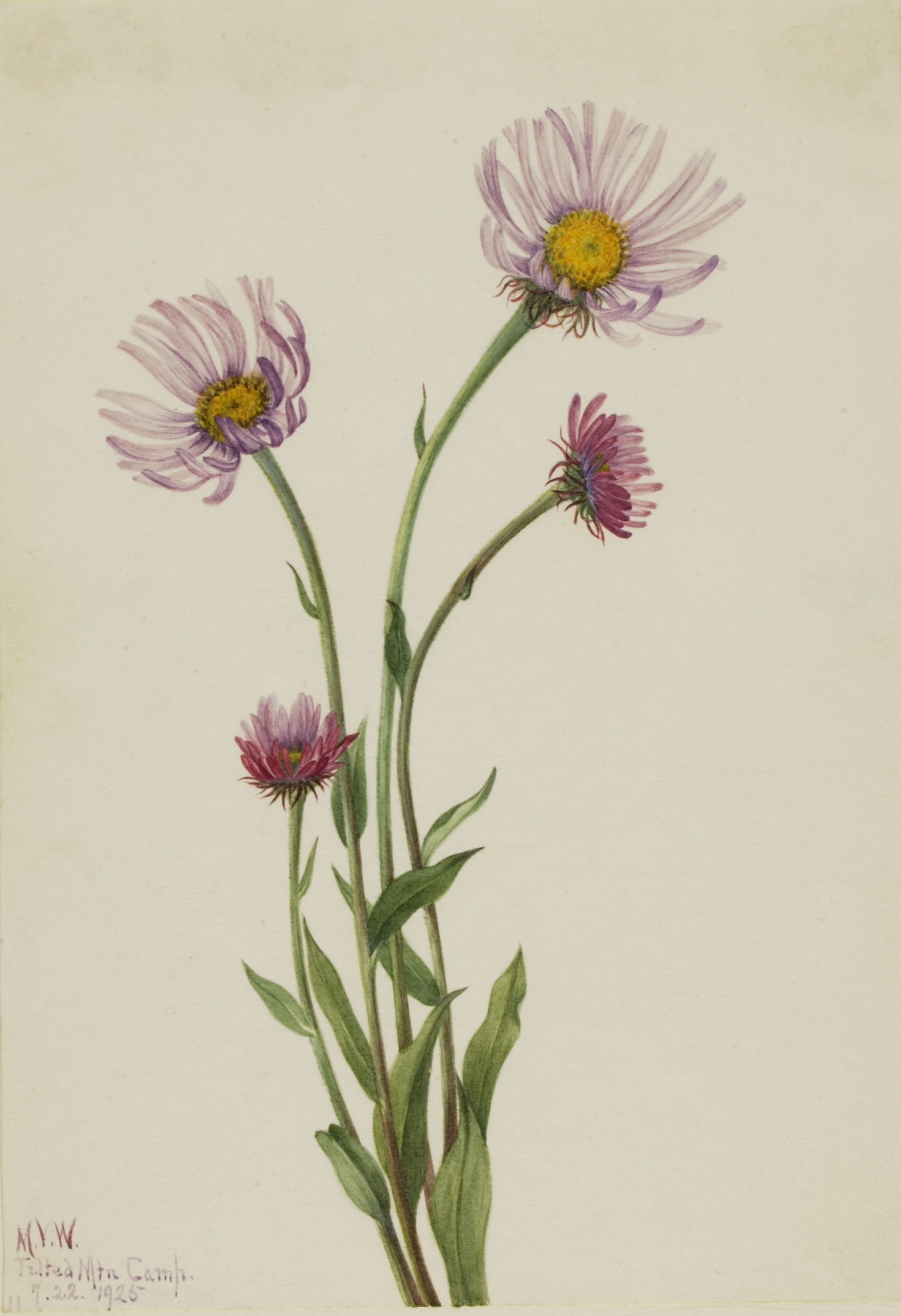 Mary Vaux Walcott, Alaska Fleabane (Erigeron salsuginosus)