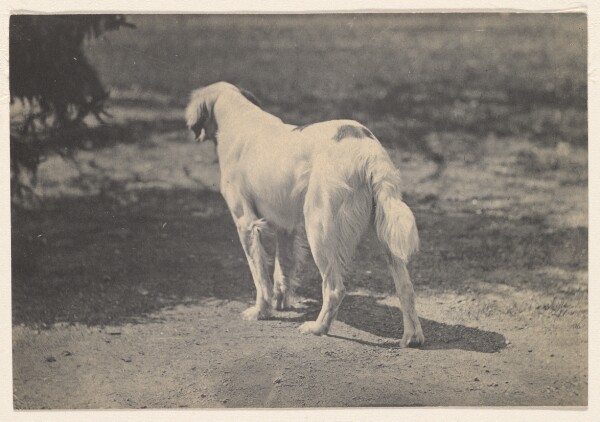 Thomas Eakins, [Portrait of a Dog]