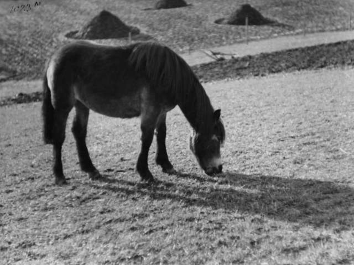 Anders Beer Wilse, -7943