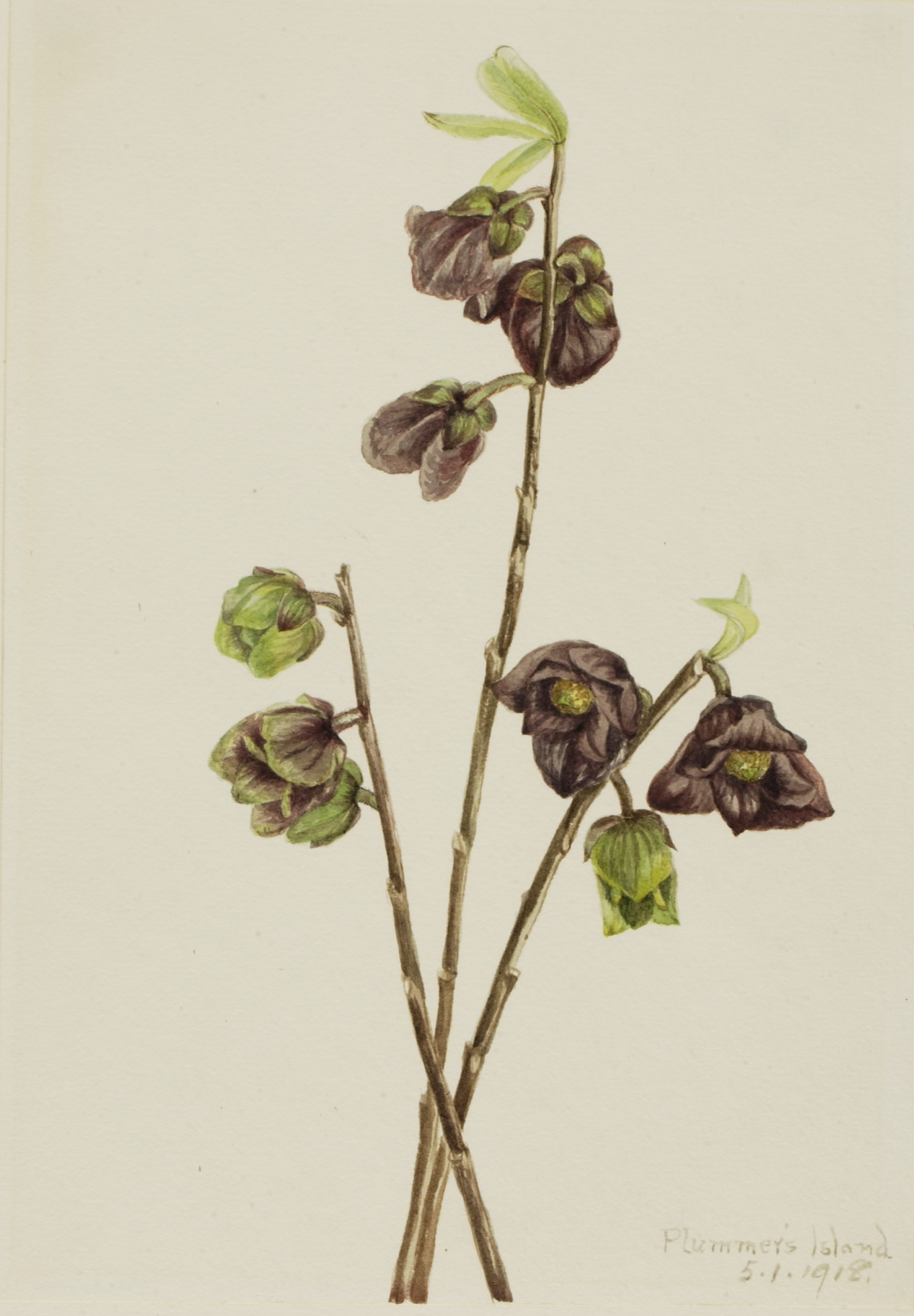 Mary Vaux Walcott, Papaw (Asimina triloba)
