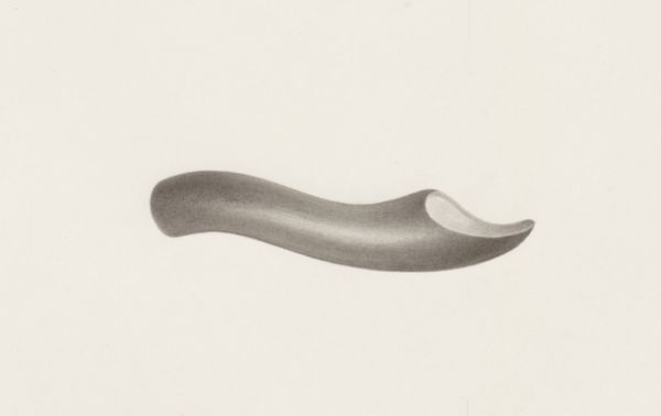 H.G Wetselaar, Sensory organs on an embryo