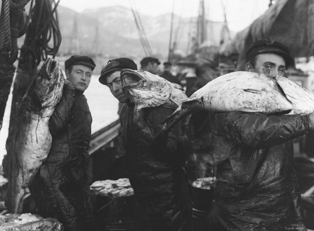 Anders Beer Wilse, Prot: 3 digre Torske (Skrei) 1910