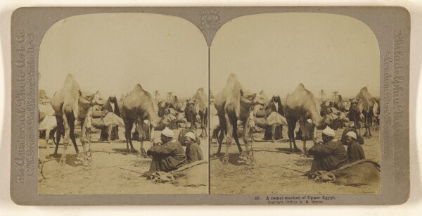 Carleton H. Graves, A camel market of Upper Egypt.