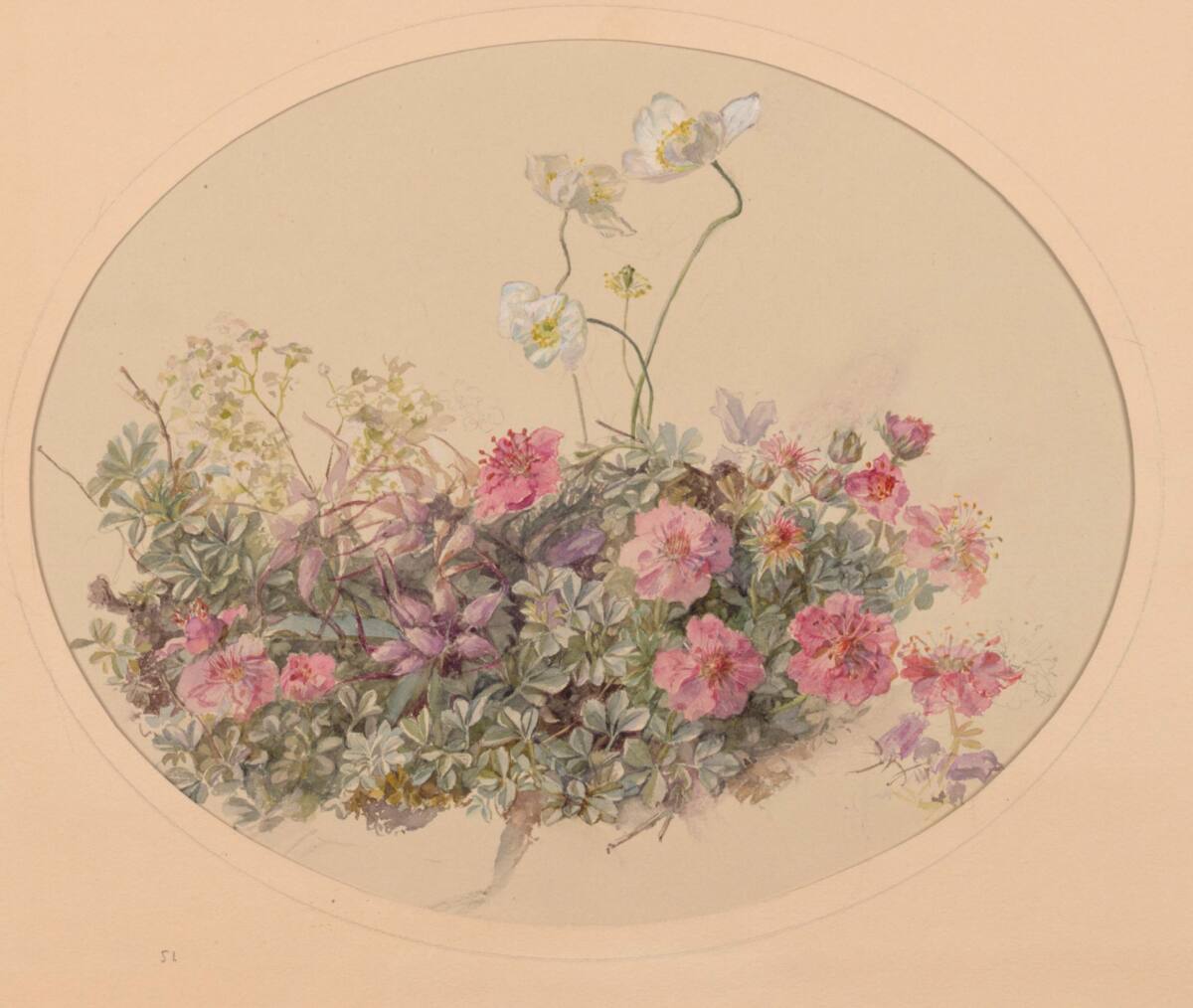 MarieLippert-Hoerner, Gebirgssteinnelken und Anemonen