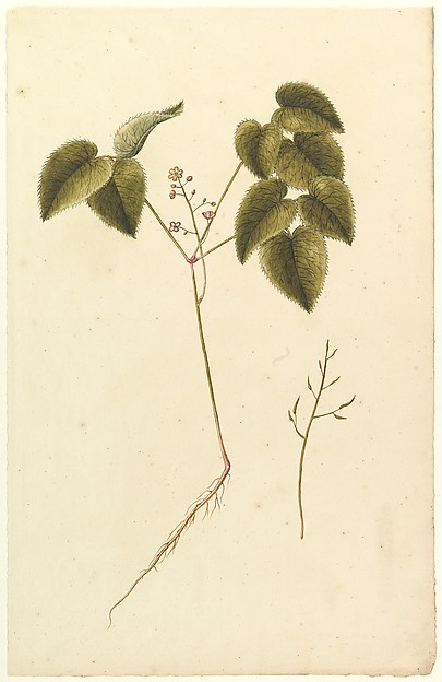 Anonymous, French, 19th century, Flower Study