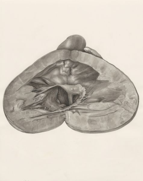 H.G Wetselaar, Heart