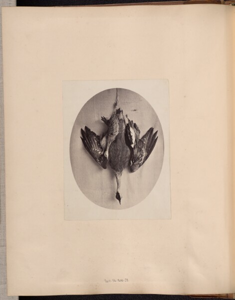 Unknown, [Dead Fowl]
