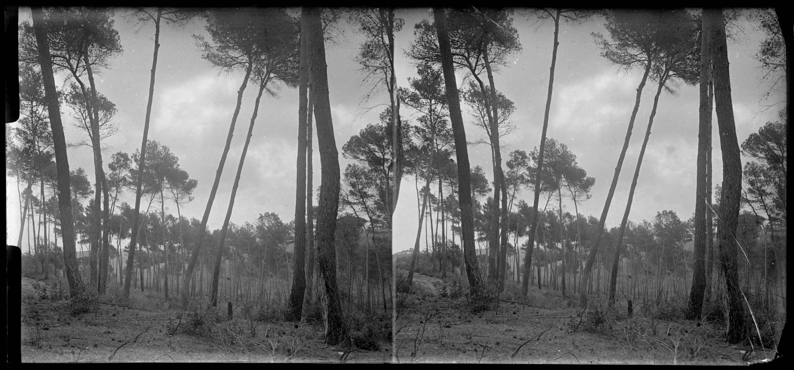 Desconegut, [Bosc de Vallvidrera]