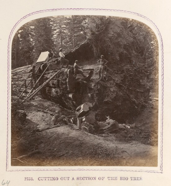 Thomas Houseworth, Cutting out a Section of the Big Tree