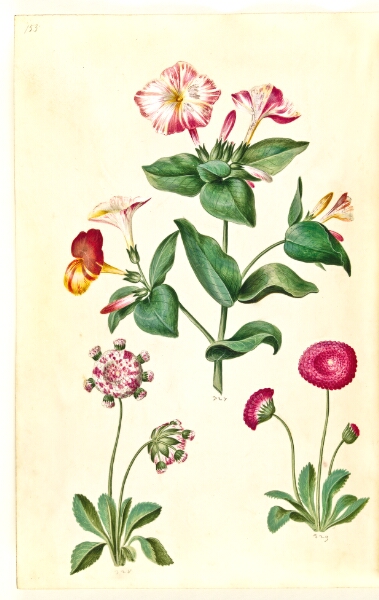 Hans Simon Holtzbecker, Mirabilis jalapa (vidunderblomst); Bellis perennis (almindelig tusindfryd)