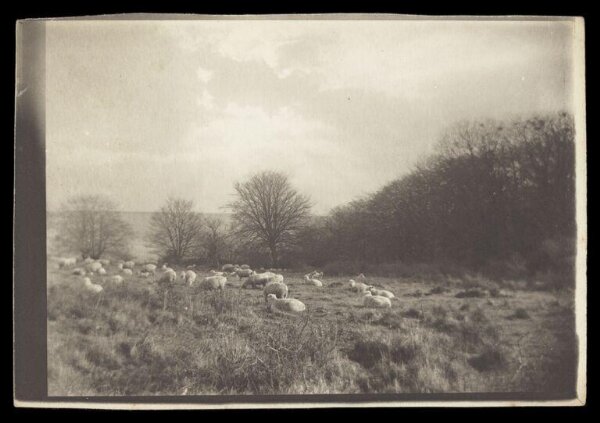 Gale, Lt. Col. Joseph, Sheep in a field