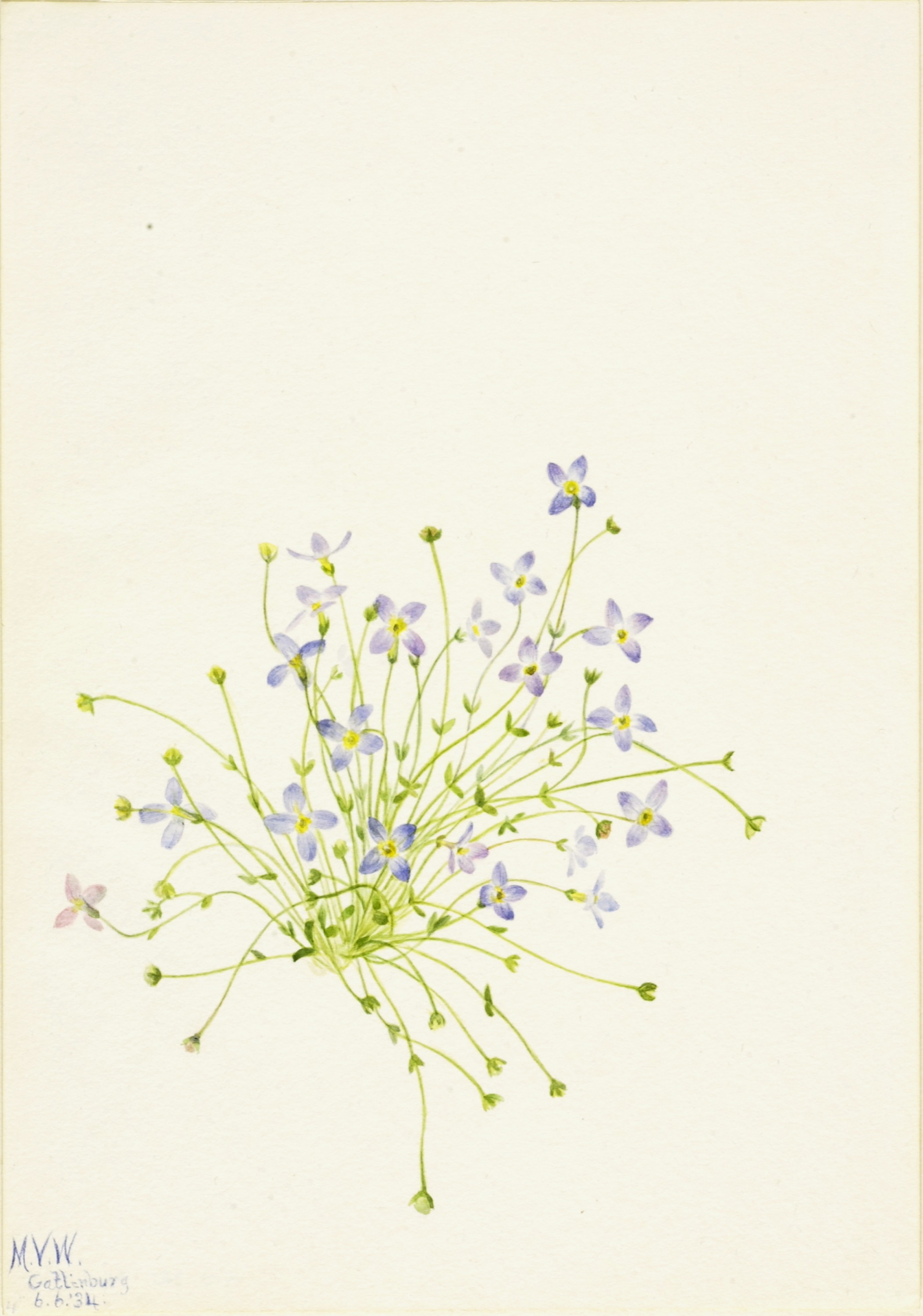 Mary Vaux Walcott, Bluets (Houstonia serpyllifolia)