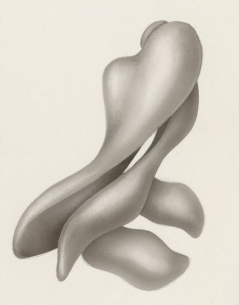 J Tinkelenberg, Embryonic heart