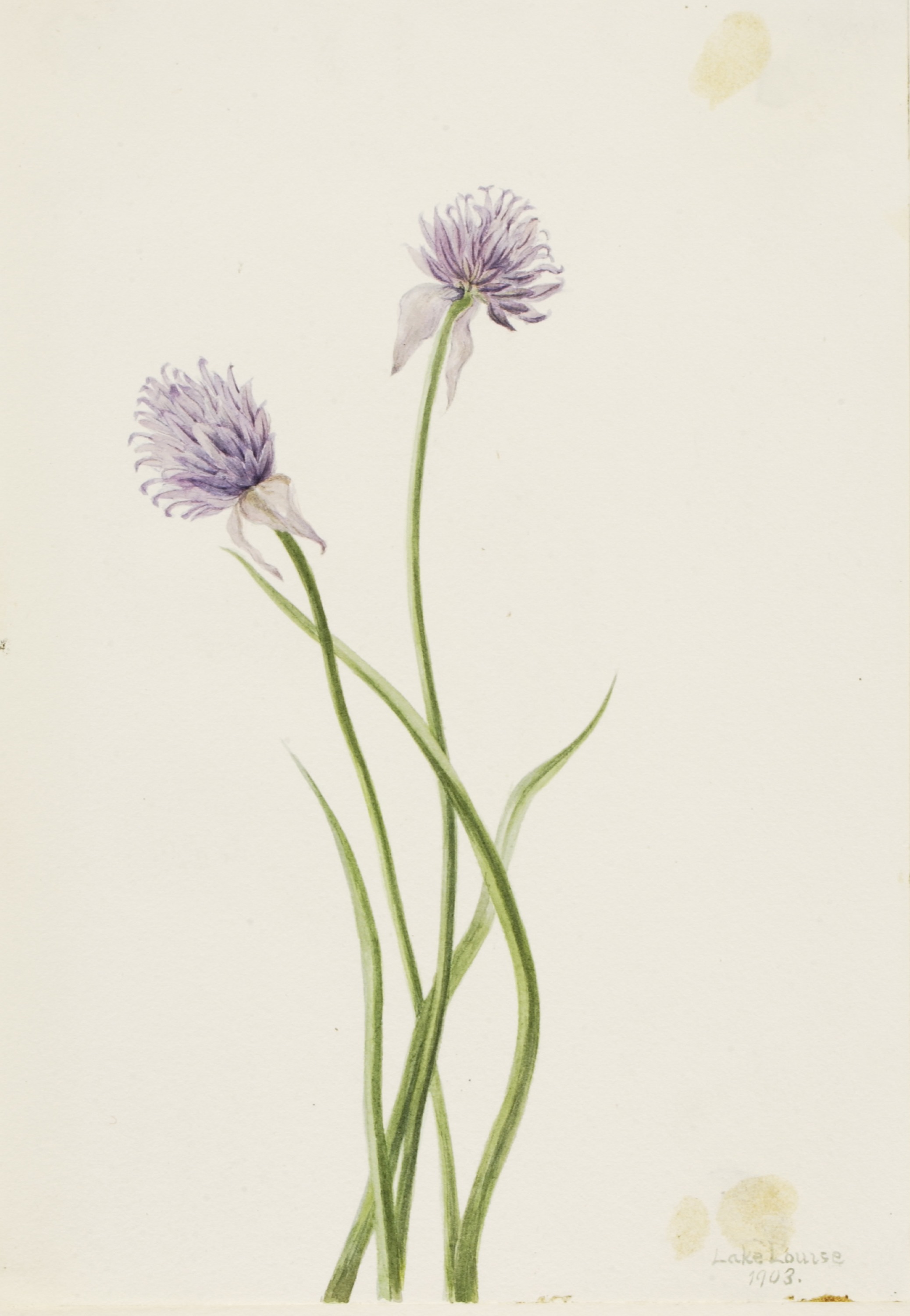 Mary Vaux Walcott, Siberian Onion (Allium sibericum)